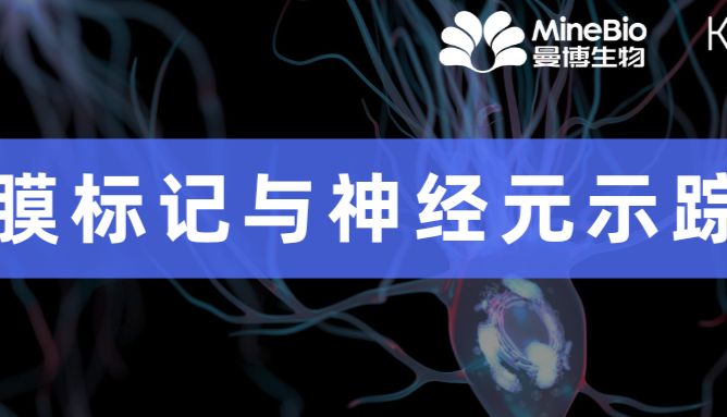 Polysciences膜标记与神经元示踪，支持神经科学和组织学研究