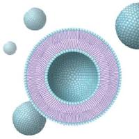 脂质体纳米颗粒包载强效的YAPTAZ抑制剂维替泊芬 Liposome@VP