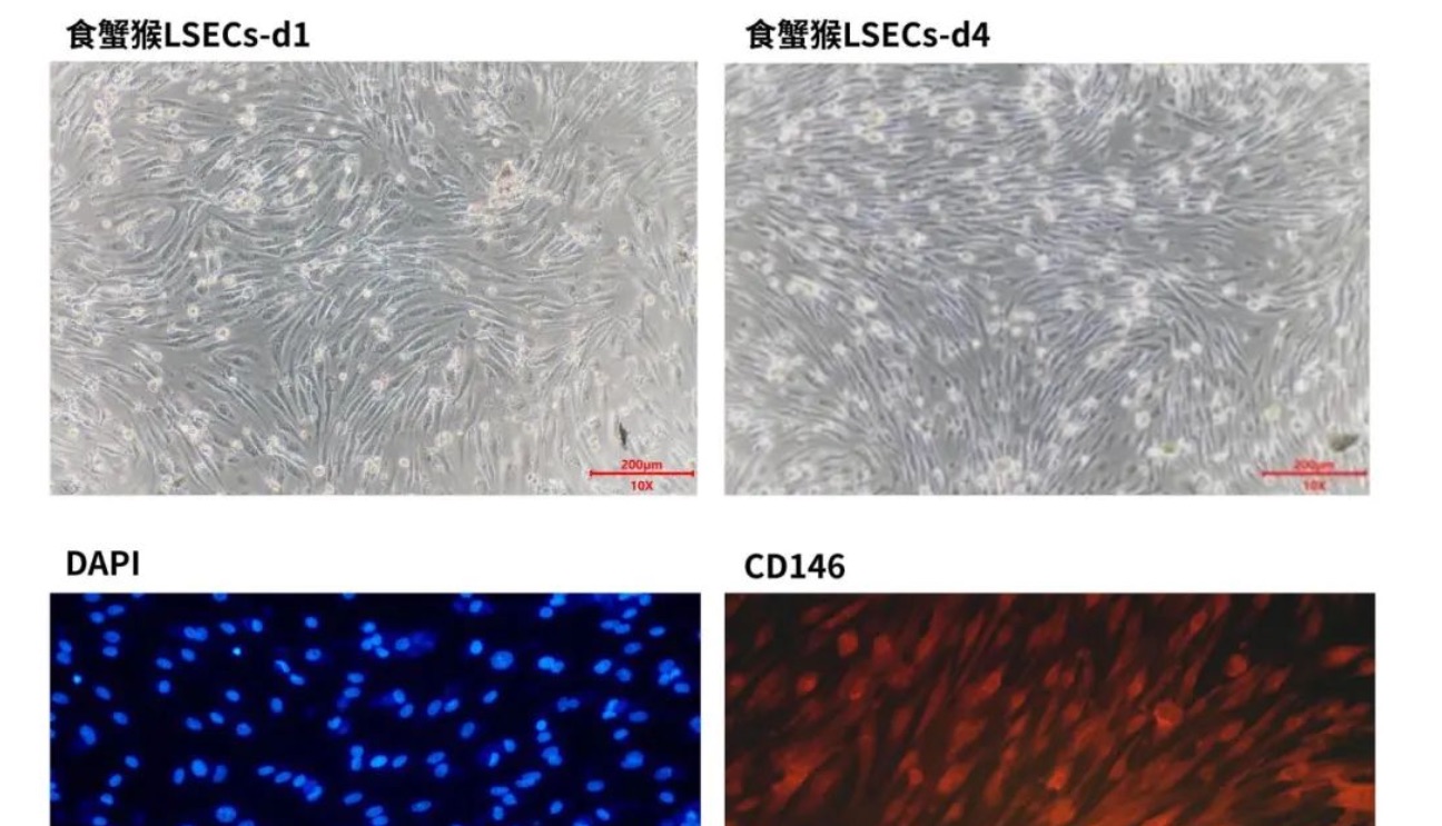 新品上市 | 妙顺生物推出肝窦内皮细胞（LSECs）