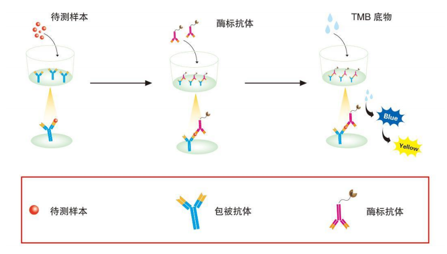 人白细胞介素 6(IL-6)ELISA 试剂盒