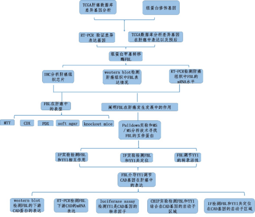 FBL通过募集YY1增强CAD基因表达促进HCC发生发展
