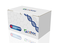 慢病毒包装（lentivirus，LV）/过表达慢病毒构建与包装(全套）