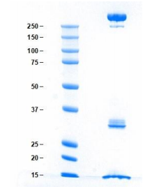 Athens-乳糜微粒，人血浆，天然蛋白狂欢季，限时促销大放价！