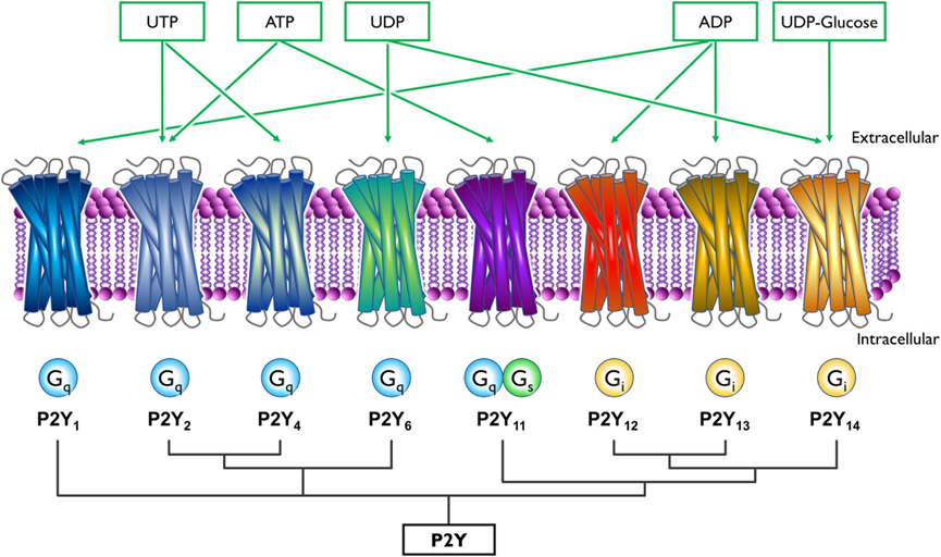 P2Y1受体：心脑疾病的潜在靶点