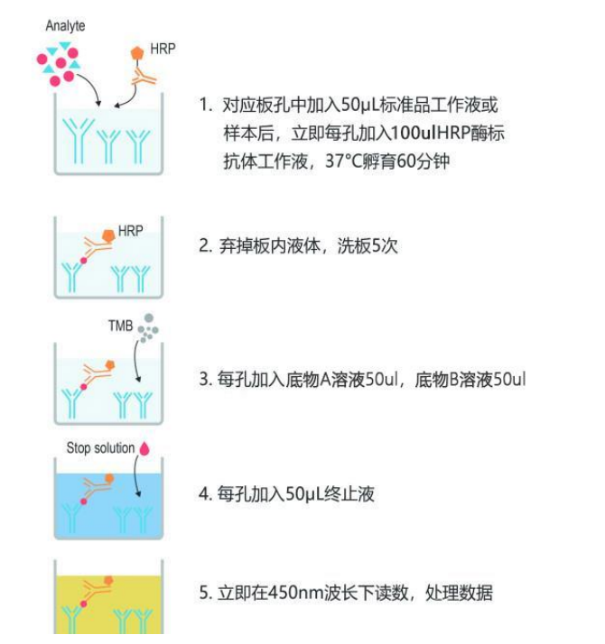 人丙二醛(MDA)ELISA 试剂盒