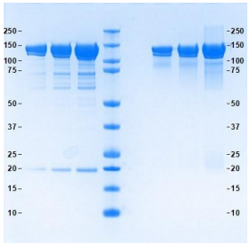 Athens-铜蓝蛋白，人血浆，天然蛋白大促，全场低价来袭