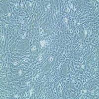 小鼠小肠平滑肌细胞永生化