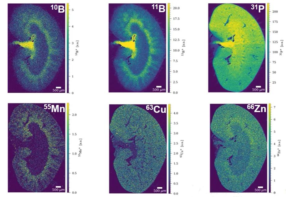 大咖面对面丨金属组学为空间多组学注入元素成像新维度