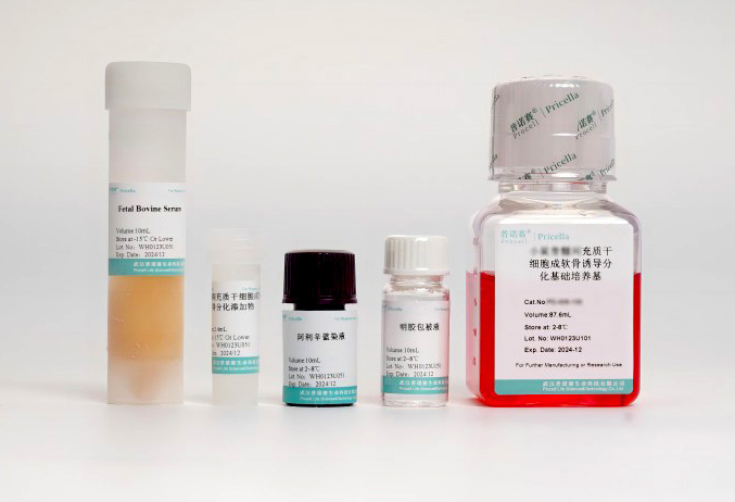 兔骨髓间充质干细胞成软骨诱导分化培养基：科研征程中的关键助力