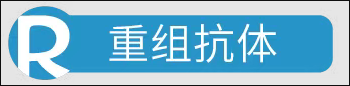 重组抗体.png