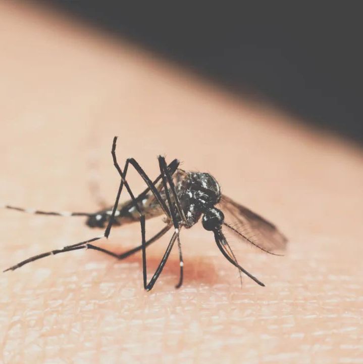 Panbio登革热早期抗原 ELISA 检测试剂盒