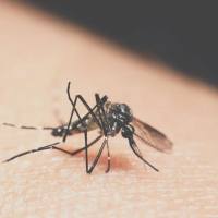 Panbio登革热早期抗原 ELISA 检测试剂盒