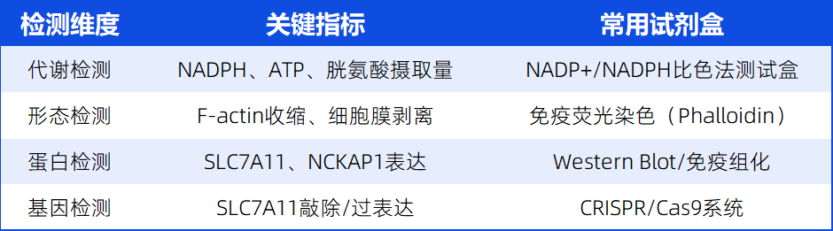 双硫死亡:解锁细胞死亡新机制,细胞死亡领域的“新星”