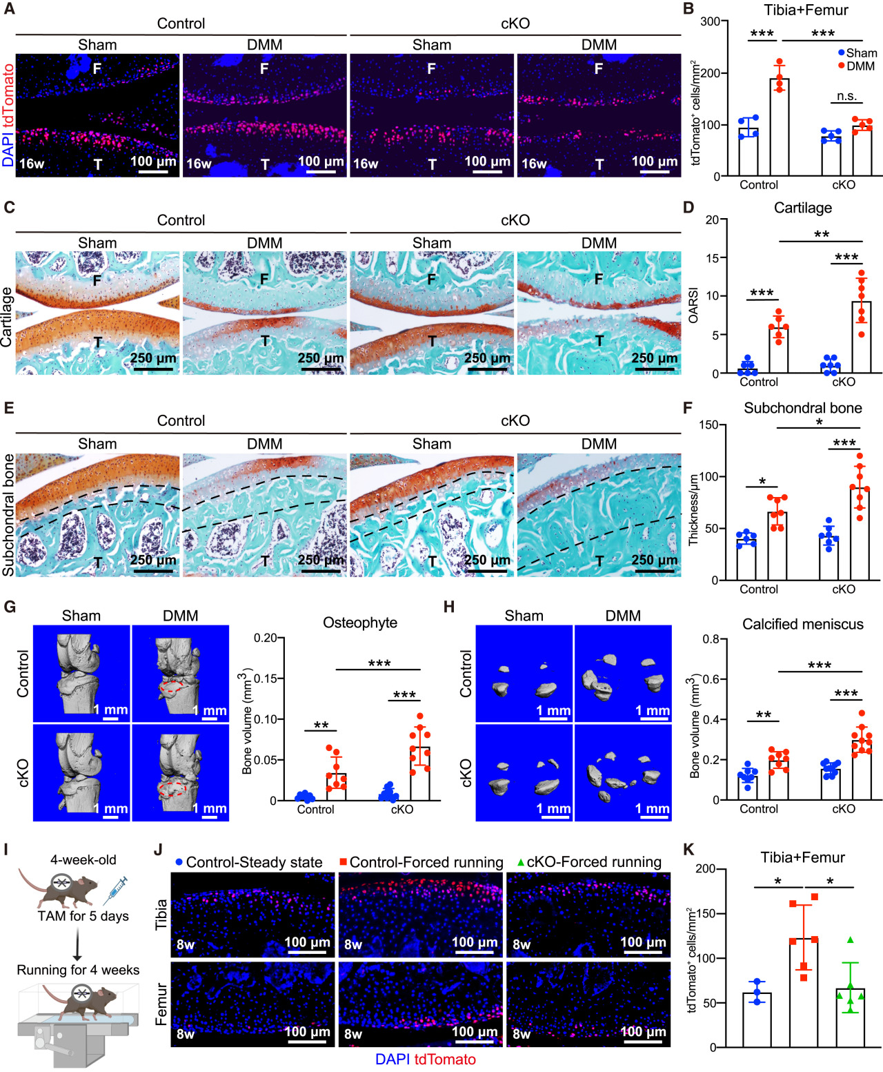 Cell | 同济大学发现软骨再生新机制，为2亿关节炎患者带来新希望