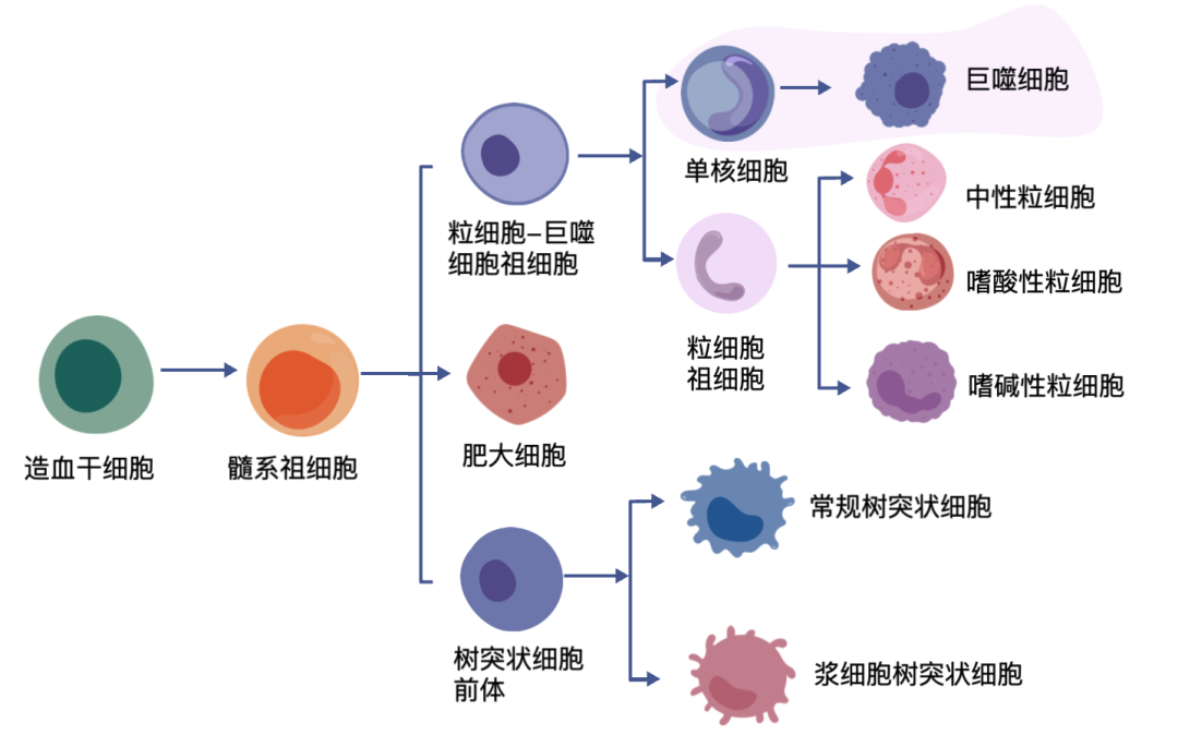 技术指南！AAV感染免疫细胞（单核细胞和巨噬细胞）的方法