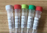 肌红蛋白Ⅰ（cTnl）单克隆抗体