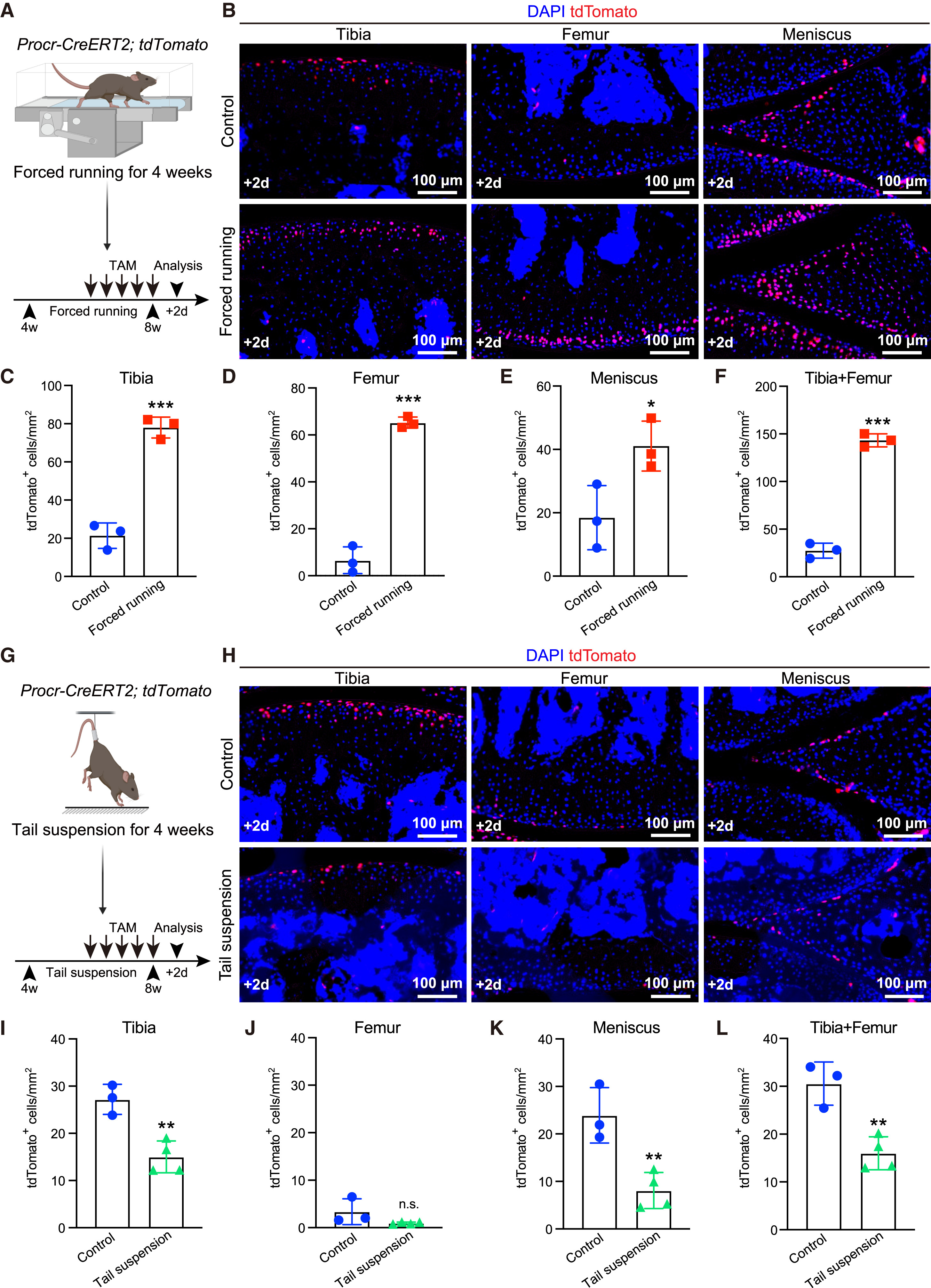 Cell | 同济大学发现软骨再生新机制，为2亿关节炎患者带来新希望