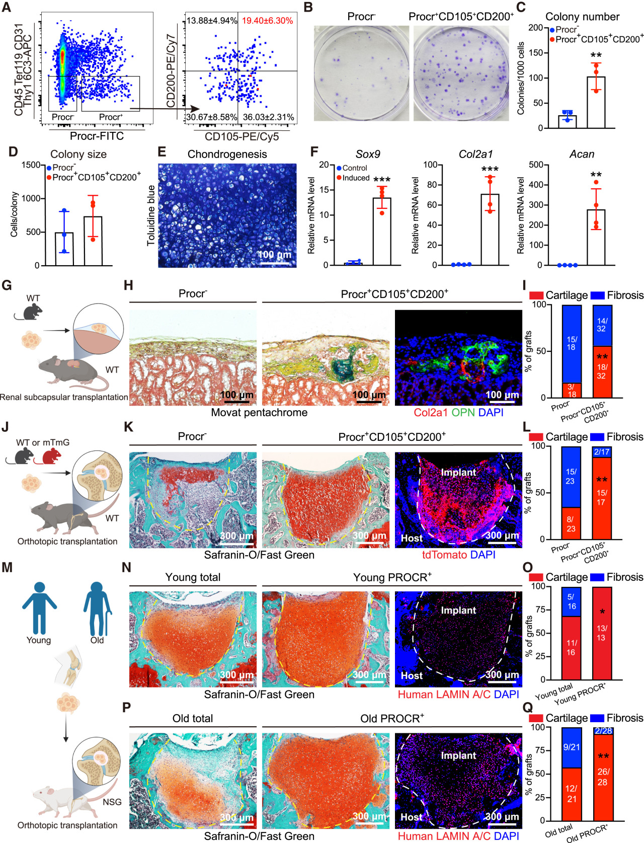 Cell | 同济大学发现软骨再生新机制，为2亿关节炎患者带来新希望