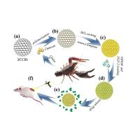 二氧化硅纳米颗粒包载BRD4抑制剂(ARV-825)  SiO2@ARV-825