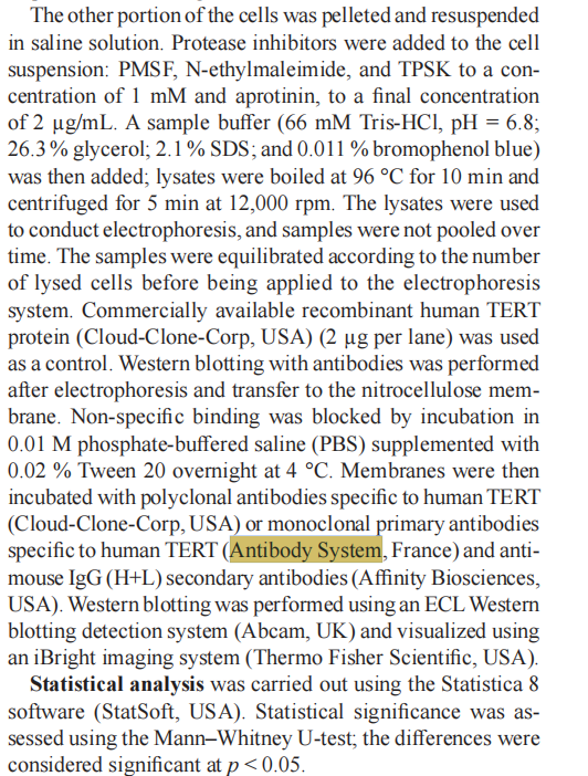 Anti-Human TERT Antibody (SAA1