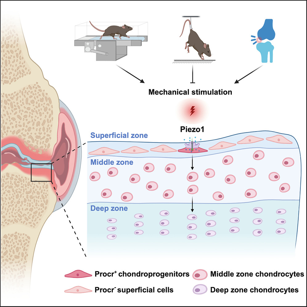 Cell | 同济大学发现软骨再生新机制，为2亿关节炎患者带来新希望