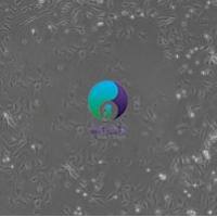 大鼠睾丸支持细胞