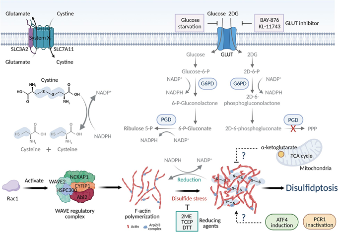 双硫死亡:解锁细胞死亡新机制,细胞死亡领域的“新星”