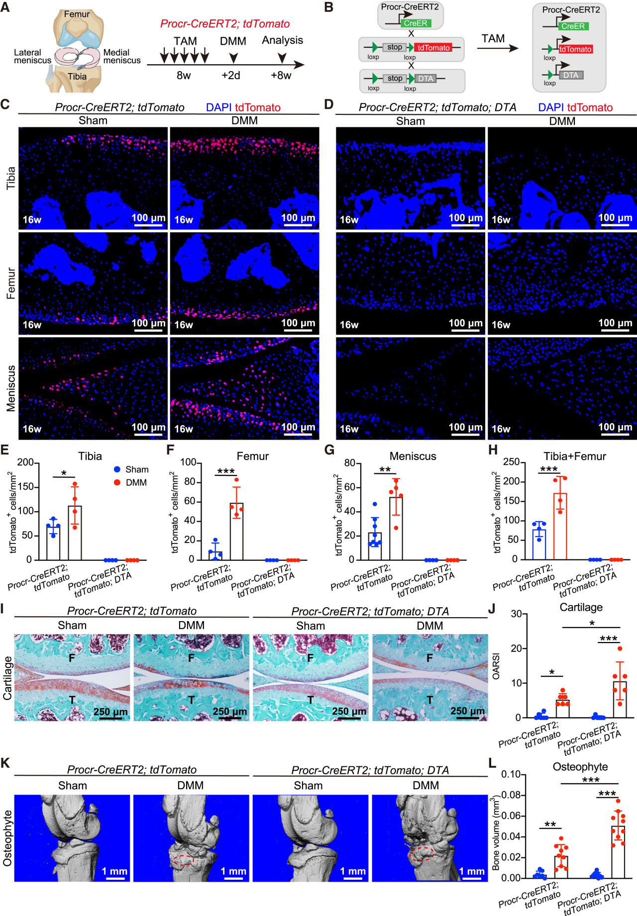 Cell | 同济大学发现软骨再生新机制，为2亿关节炎患者带来新希望