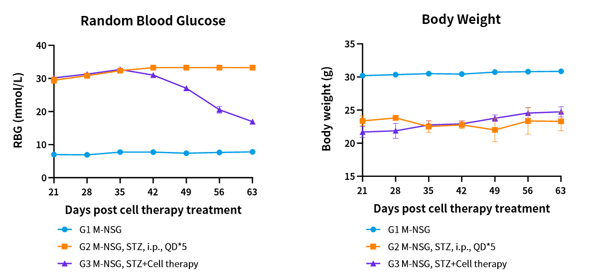 免疫缺陷+STZ：1型糖尿病干细胞疗法黄金模型