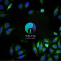 大鼠表皮角质形成细胞