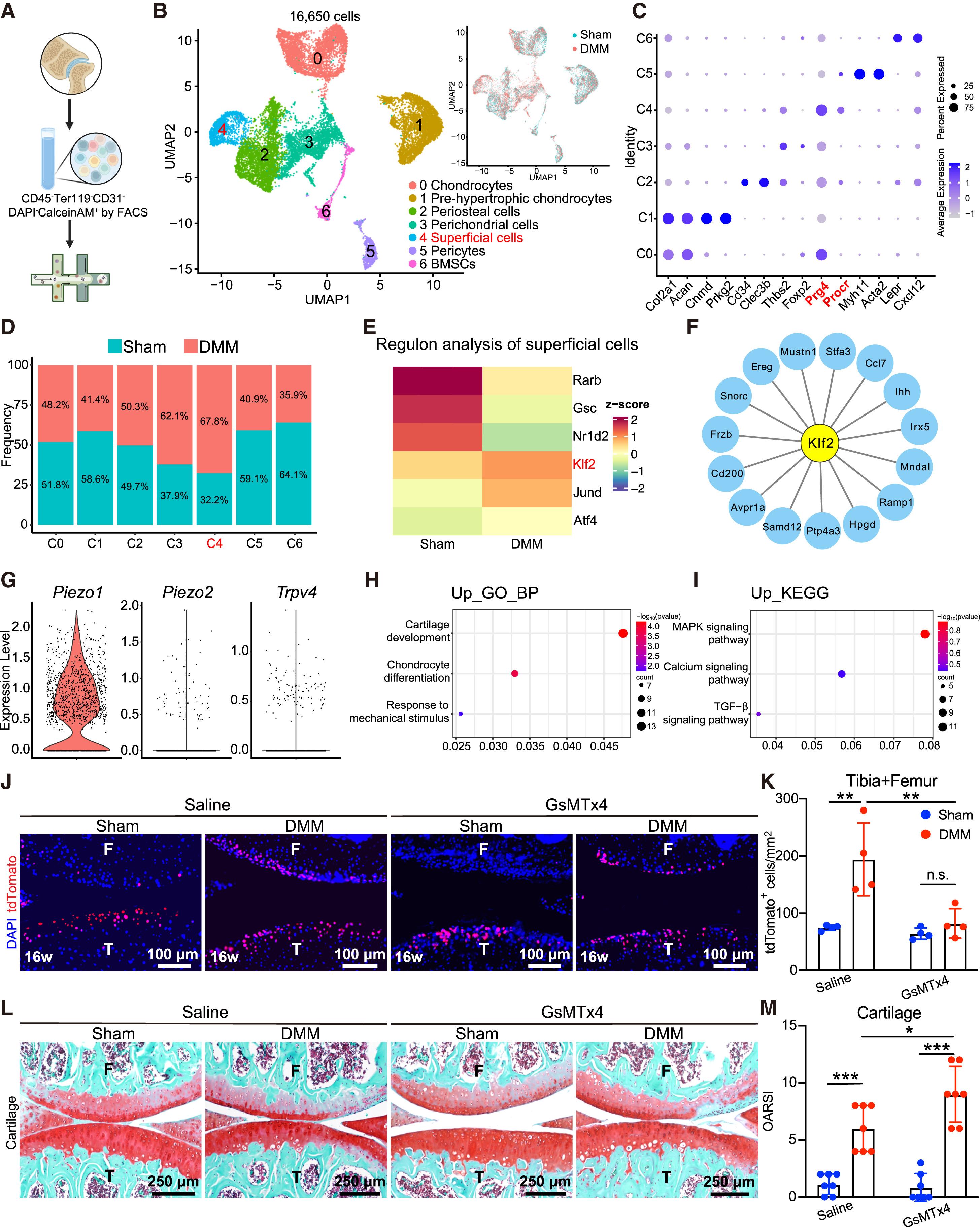 Cell | 同济大学发现软骨再生新机制，为2亿关节炎患者带来新希望