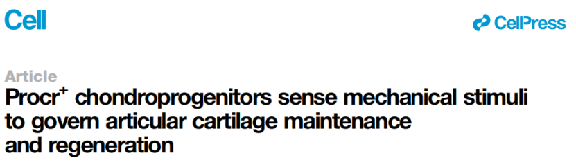 Cell | 同济大学发现软骨再生新机制，为2亿关节炎患者带来新希望