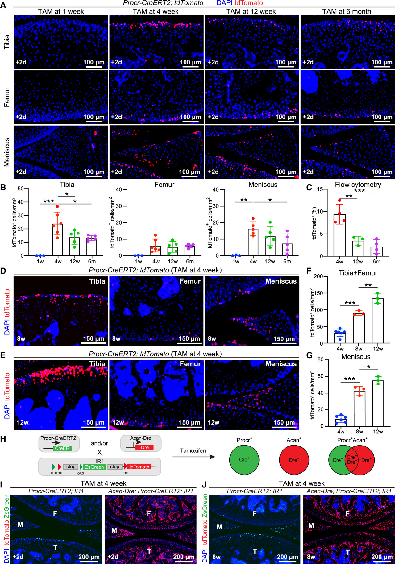 Cell | 同济大学发现软骨再生新机制，为2亿关节炎患者带来新希望