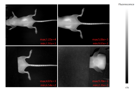 BLTProbe 800-Bone荧光探针