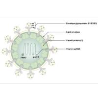 Chikungunya全套研究工具