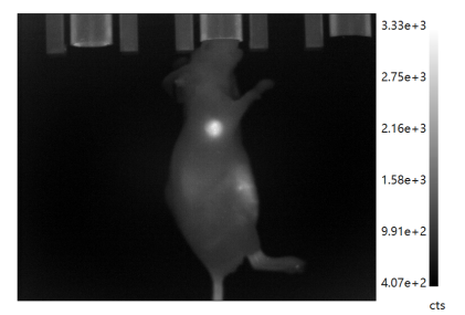 BLTProbe 800-2DG荧光探针