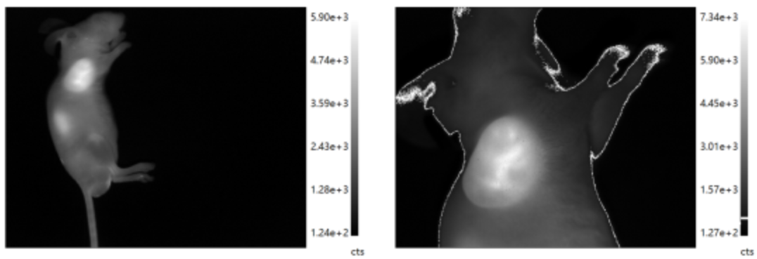 BLTProbe 800-cRGD荧光探针