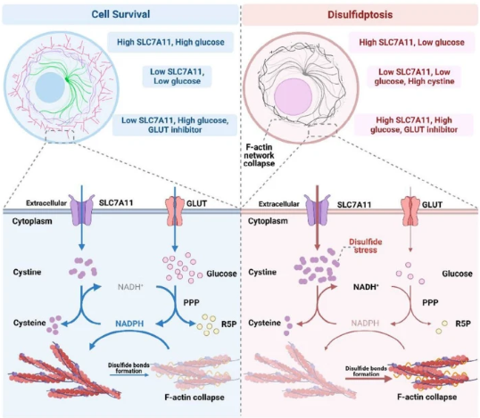 双硫死亡：解锁细胞死亡新机制，细胞死亡领域的“新星”
