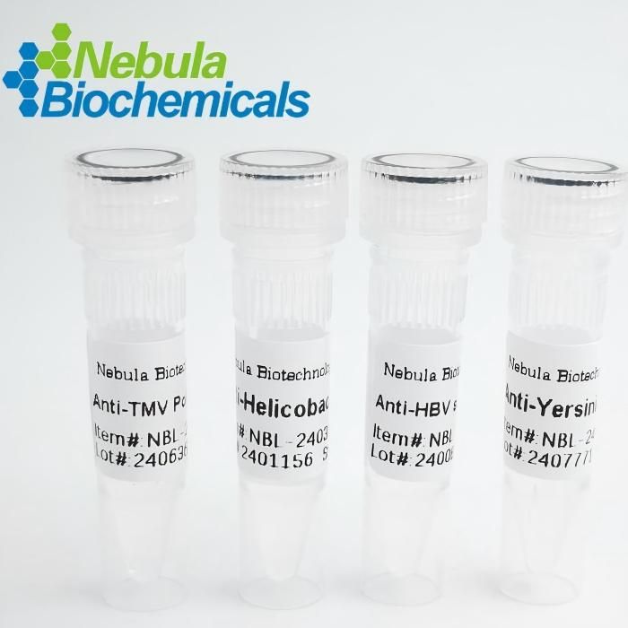 Anti-Chikungunya Virus (CHIKV) Monoclonal Antibody|NBAB-160095