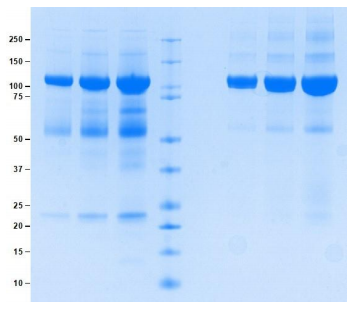 Athens-高分子量激肽原，多功能蛋白，低价风暴来袭！
