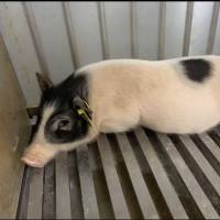 巴马猪（Bama miniature pig）糖尿病模型