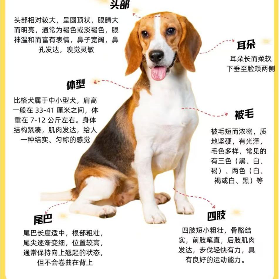 实验比格犬活体提供
