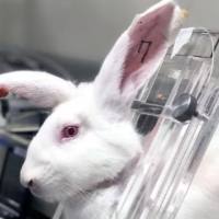 新西兰兔肝癌模型