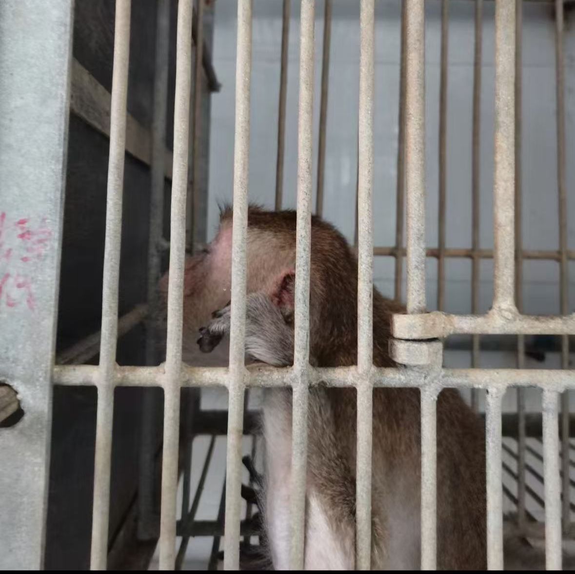 实验恒河猴活体供应