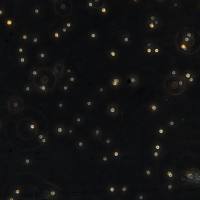 人B淋巴白血病细胞NALM-6(Luc1)现货