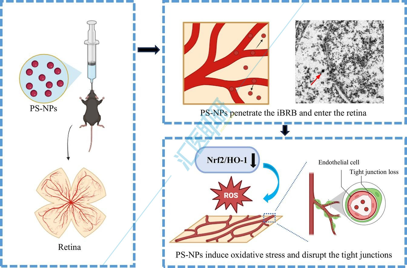 环境之光,IF 9.7 !环境毒理学+眼科学交叉研究发1区Top,暨南大学附属第一医院研究团队深入探索PS-NPs的视网膜毒性~