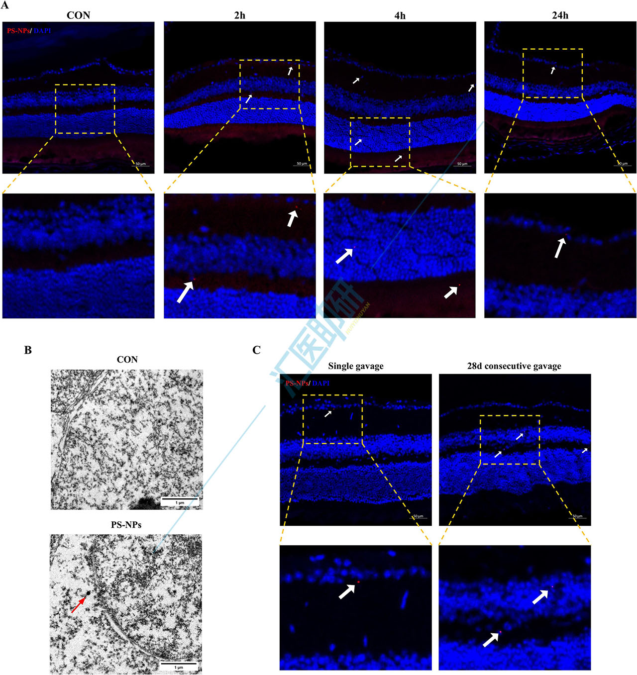 图2.检测小鼠视网膜中的PS-NPs