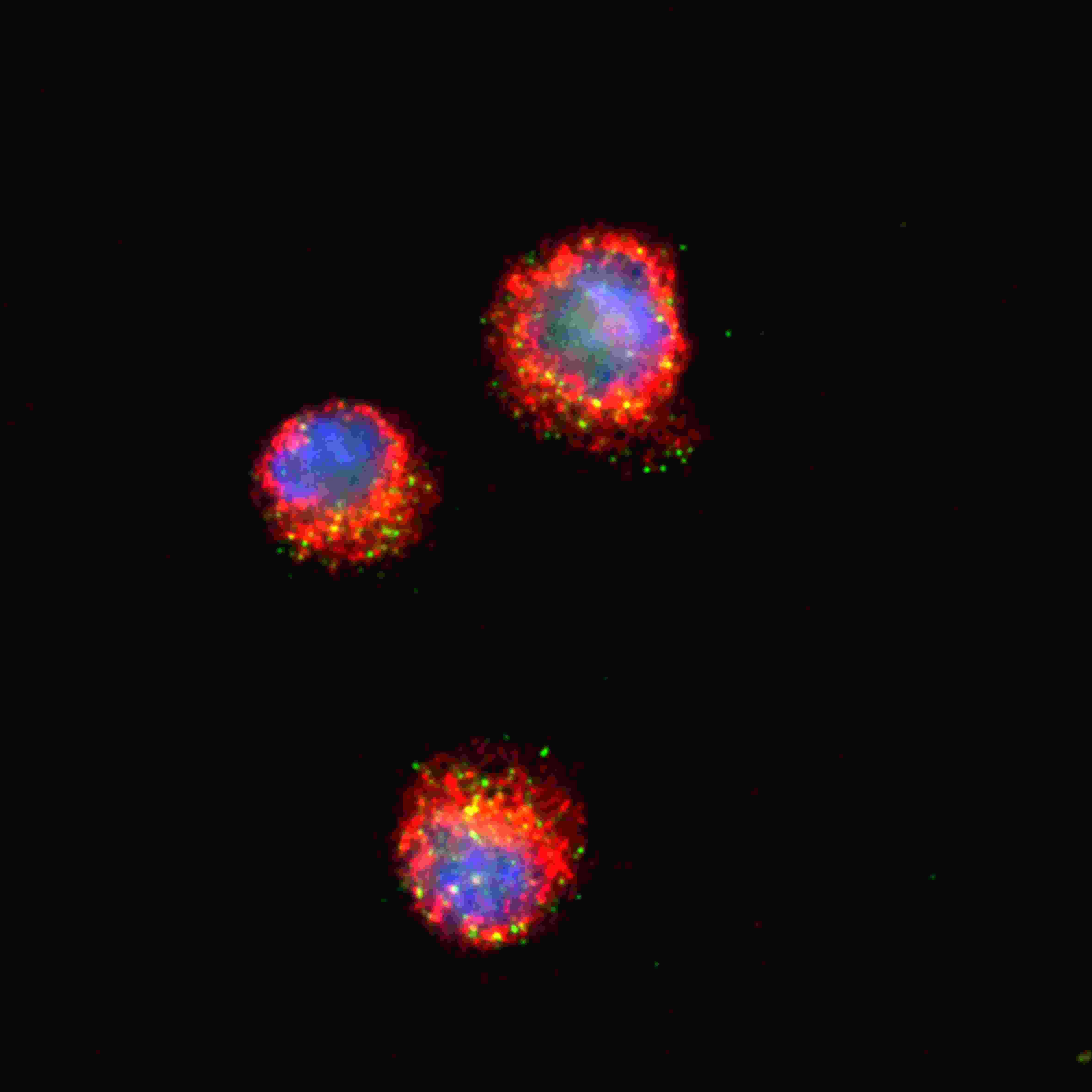 从样本到数据:TissueGnostics 全景多标记技术服务,科研效率翻倍的秘密