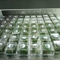 植物遗传转化服务