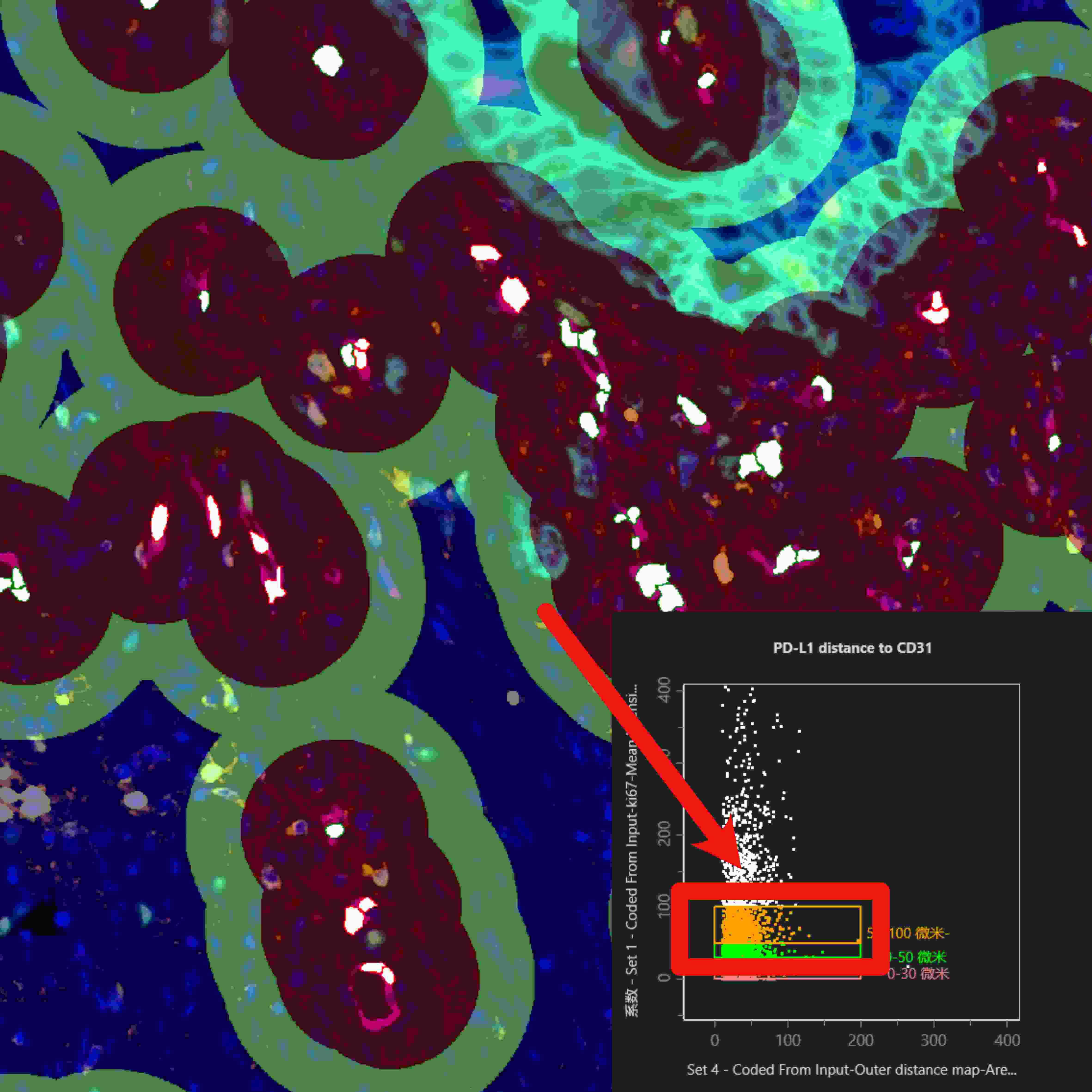 从样本到数据:TissueGnostics 全景多标记技术服务,科研效率翻倍的秘密